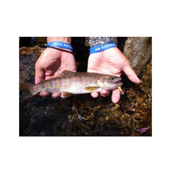 AR-S(スピナー) トラウトモデル 2.1g